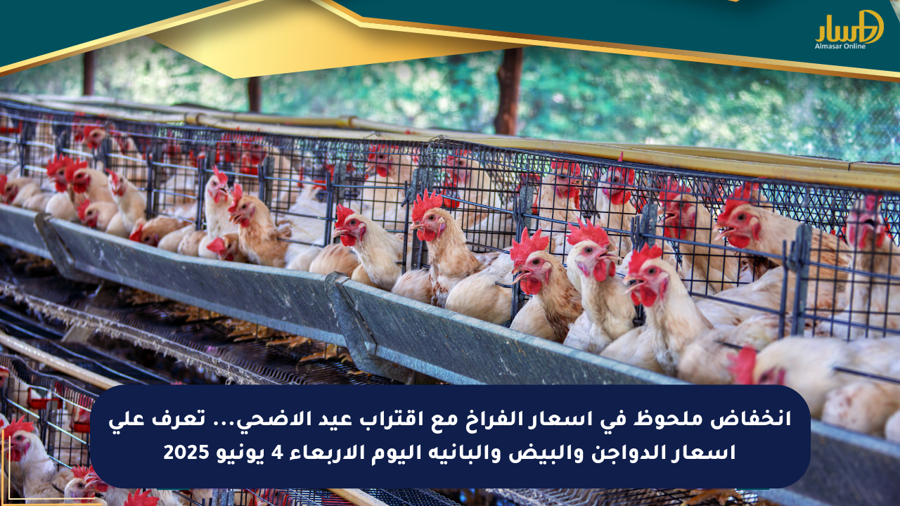 انخفاض ملحوظ في أسعار الفراخ مع اقتراب عيد الأضحى… تعرف على أسعار الدواجن والبيض والبانيه اليوم الأربعاء 4 يونيو 2025